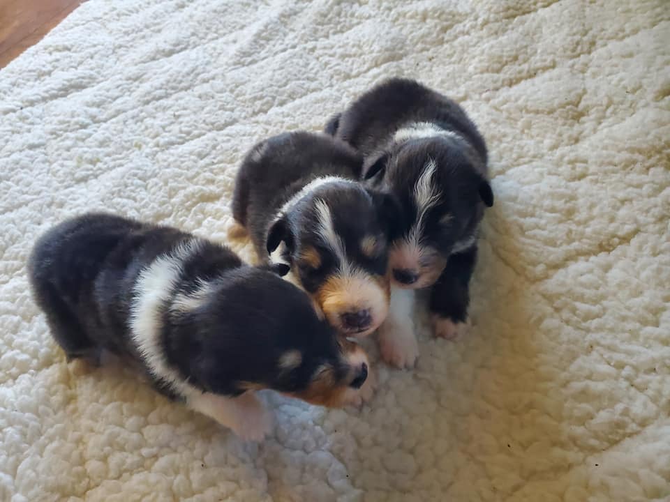 Three black Sheltie puppies touching noses