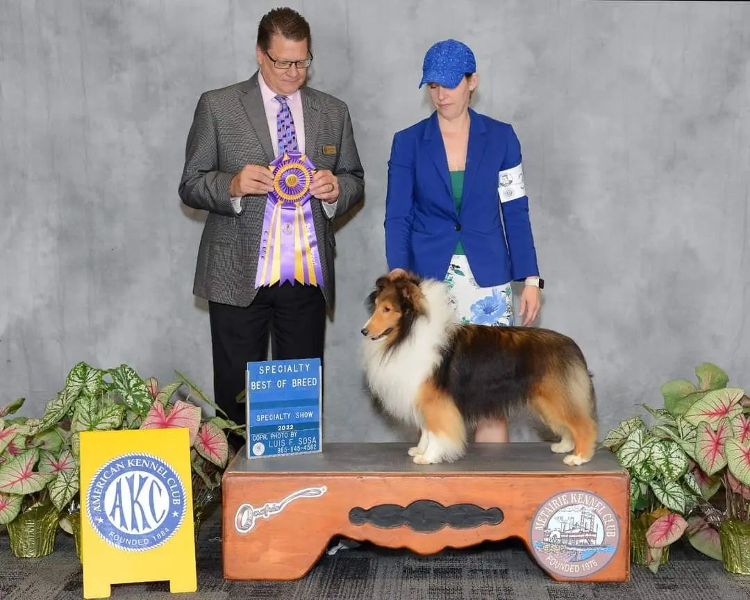 Fashion whiteleaf shelties