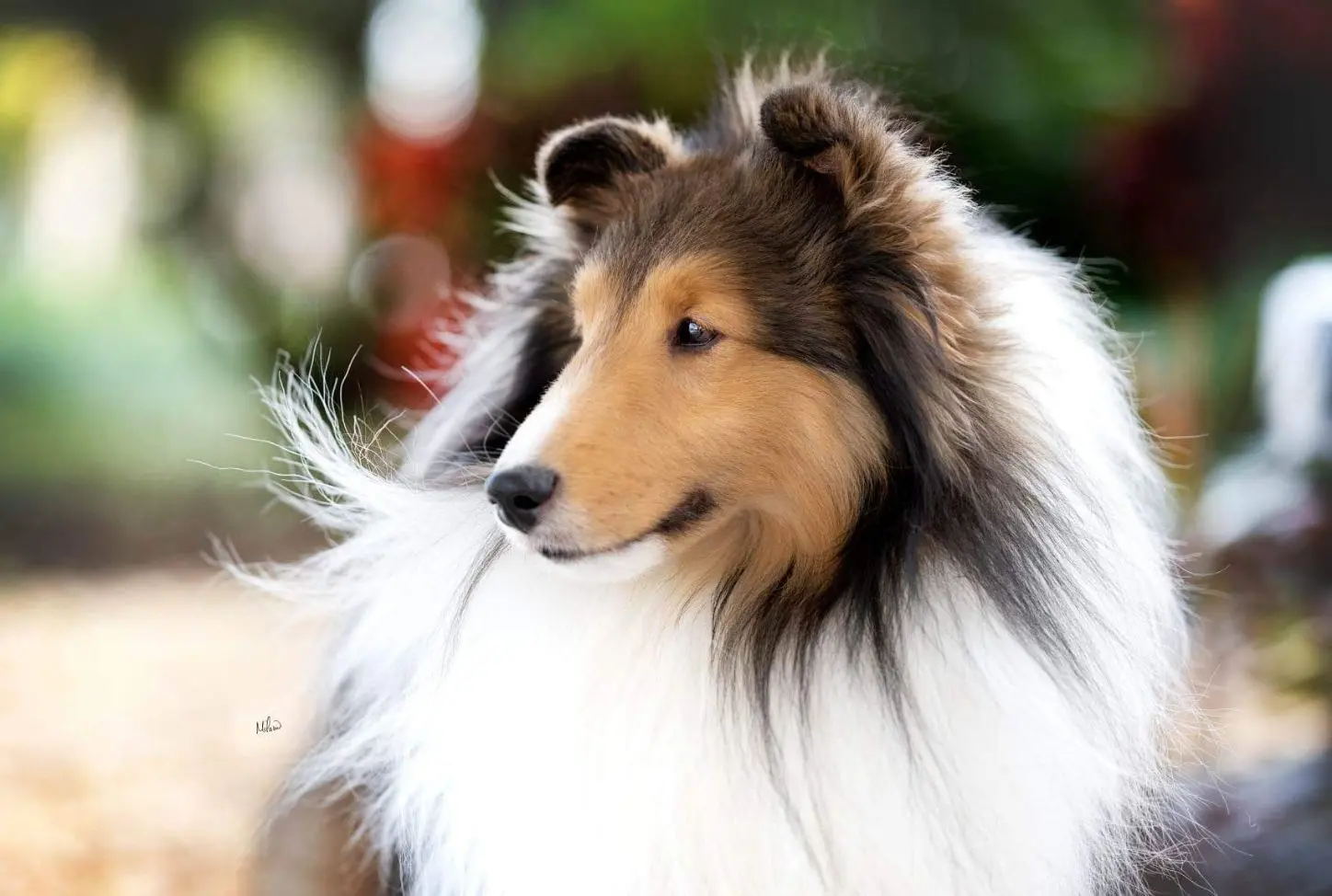 Aspenleaf Shelties dog Conway standing outdoors