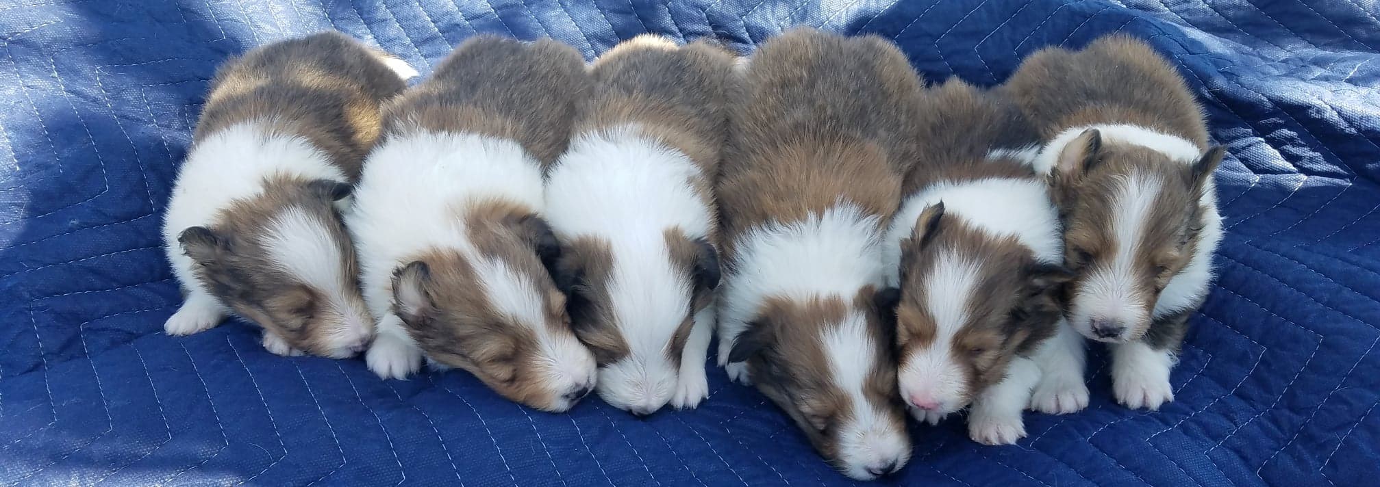 Six newborn Sheltie puppies cuddled together on a blue blanket