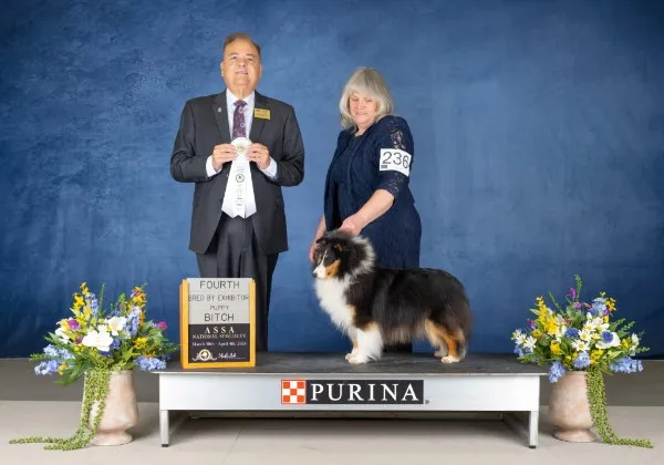 Aspenleaf Shelties dog Jewels winning Best of Breed at an AKC show