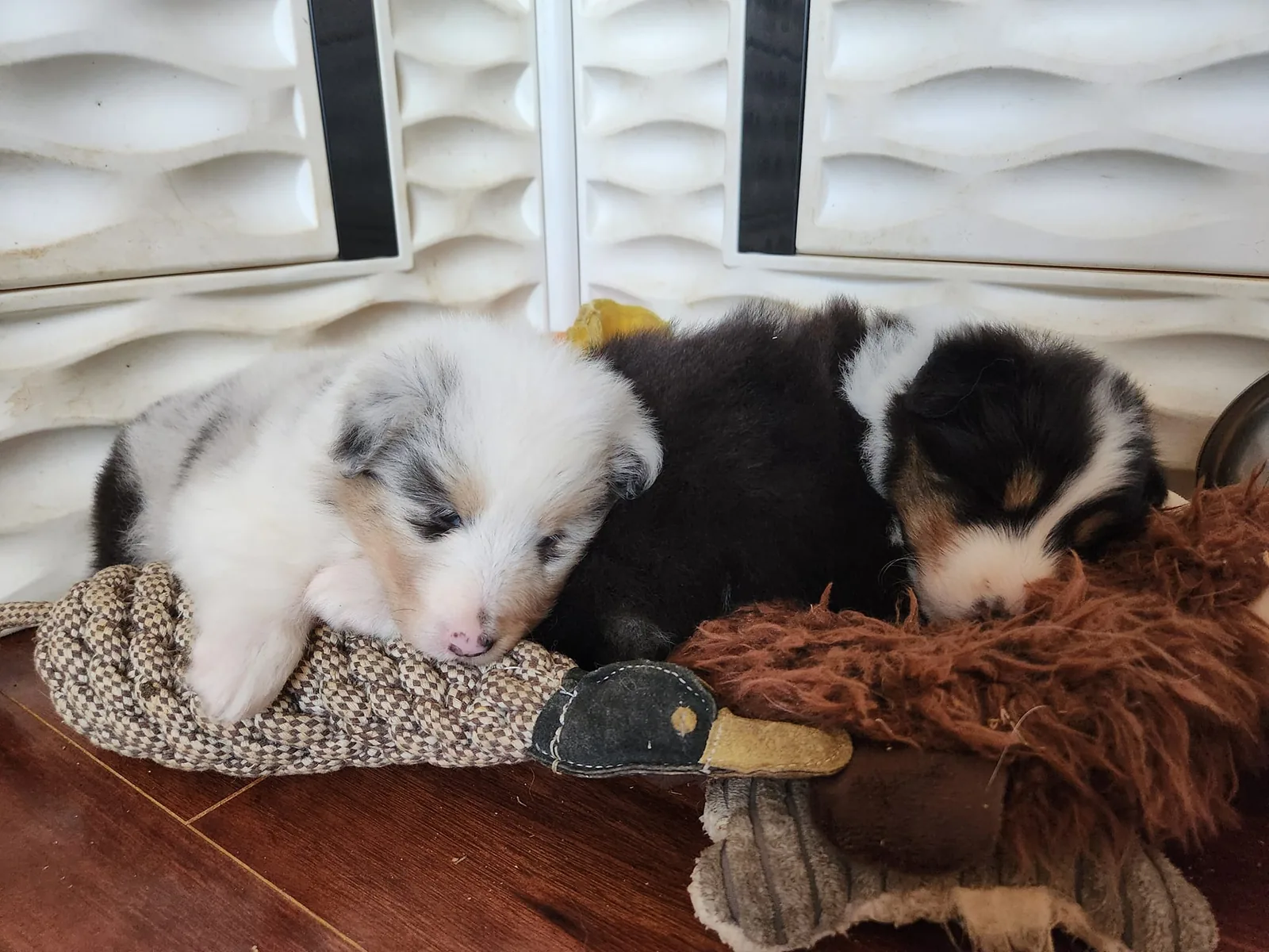 Two Aspenleaf Sheltie puppies sleeping side by side