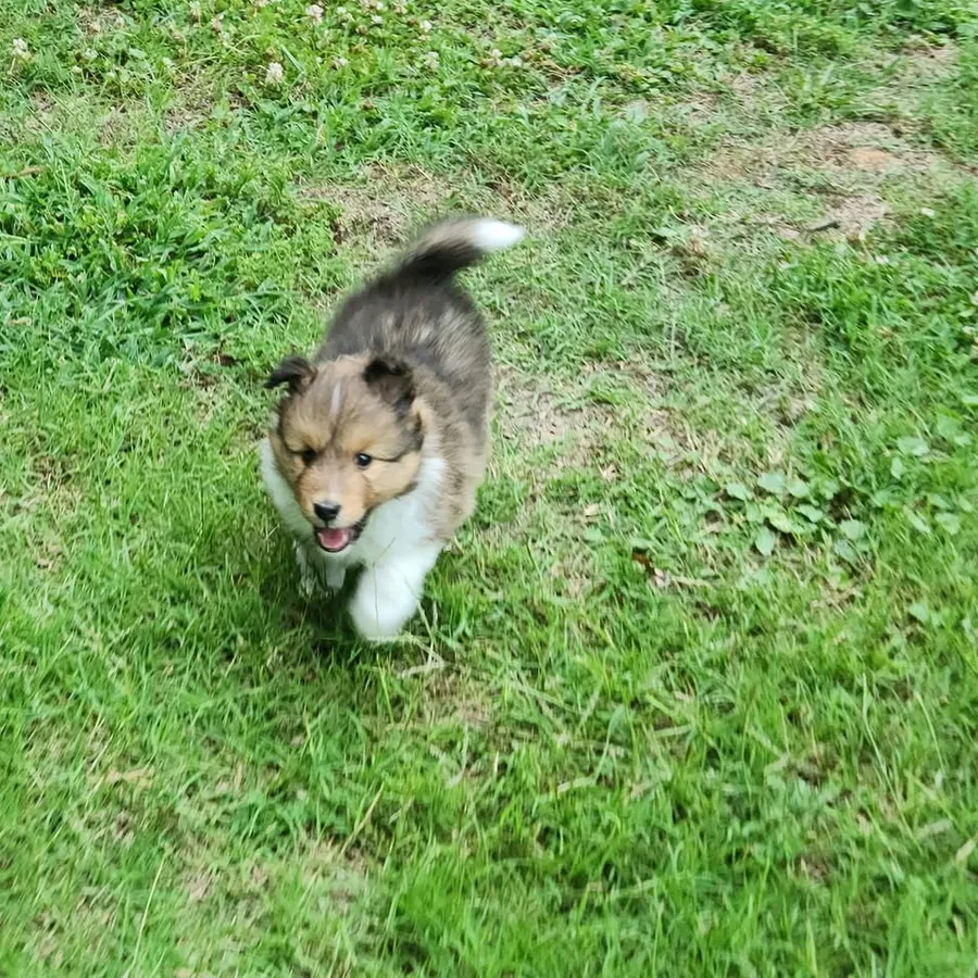 Young Aspenleaf Sheltie puppy trotting through the grass